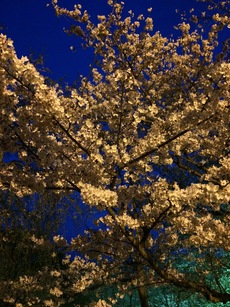 夜桜がすごく綺麗でした！